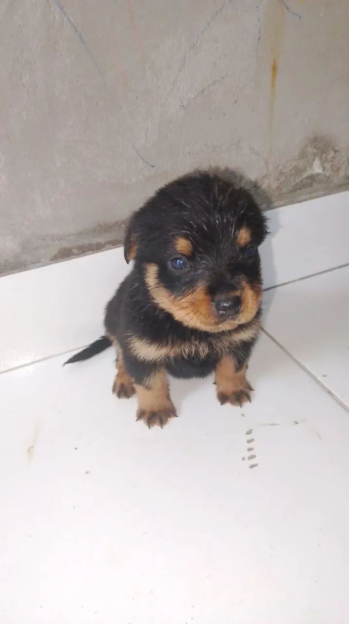 Vendo filhote de rottweiler macho  - Foto 2