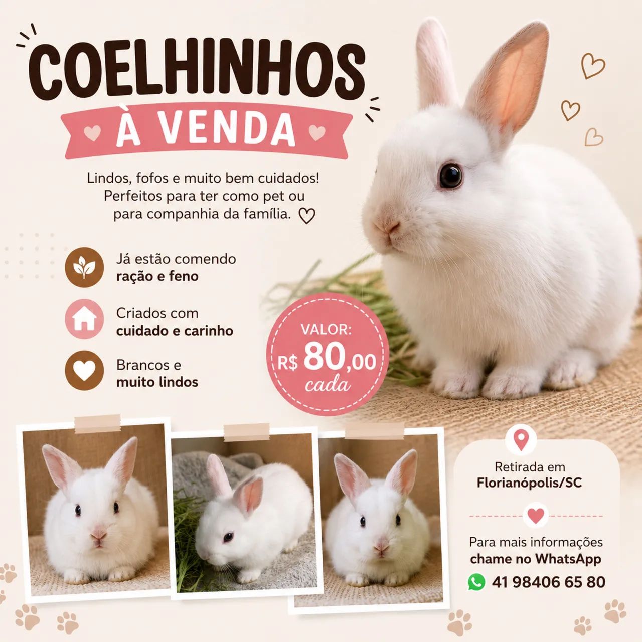 Coelhos - Foto 2