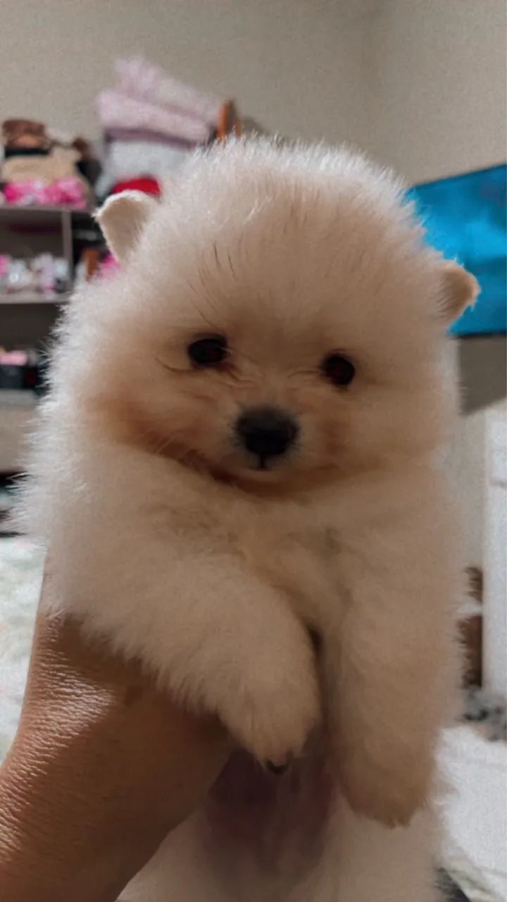 Sptiz Alemão Macho - Foto 2