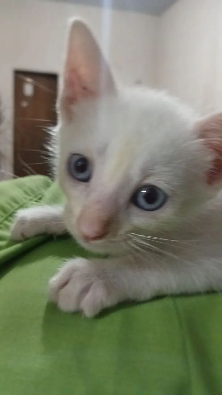 Doa-se Gato 