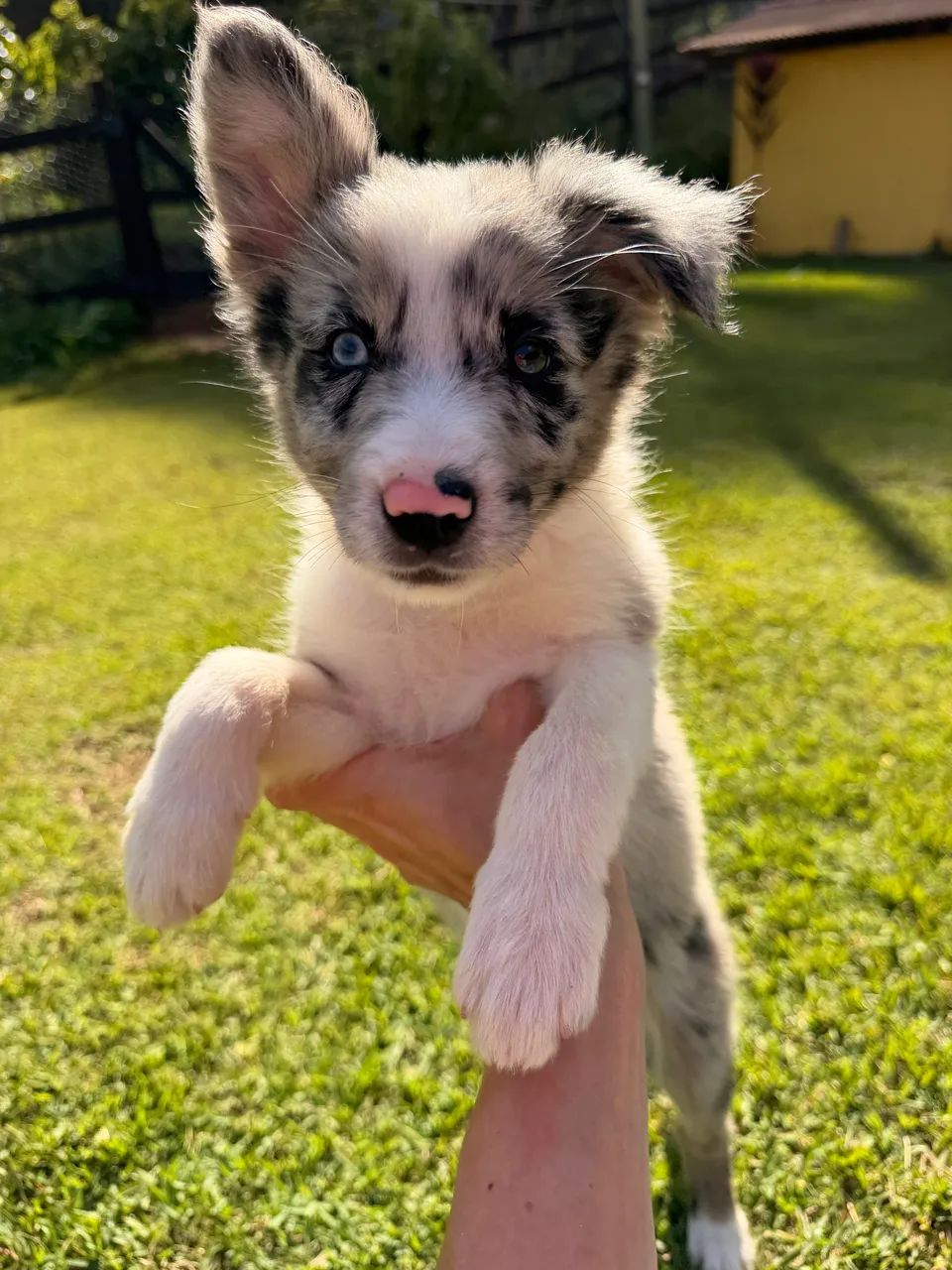 Filhotes de Border Collie  - Foto 2
