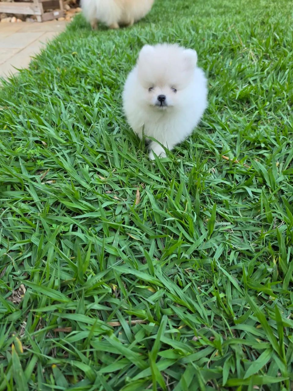Spitz alemão  - Foto 2