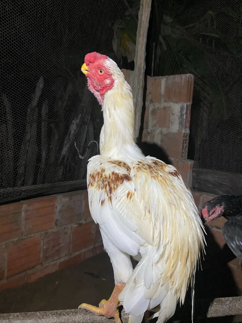Frango Bico curto - Foto 2