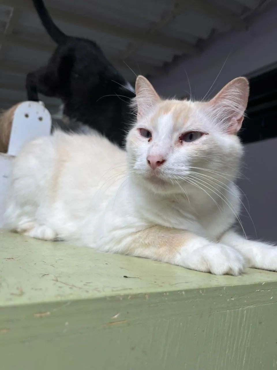 Gato adoção responsável  - Foto 4