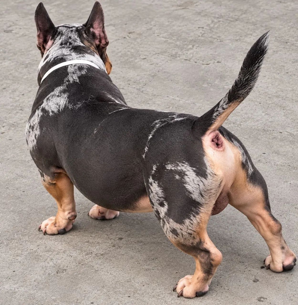 American bully micro  - Foto 4