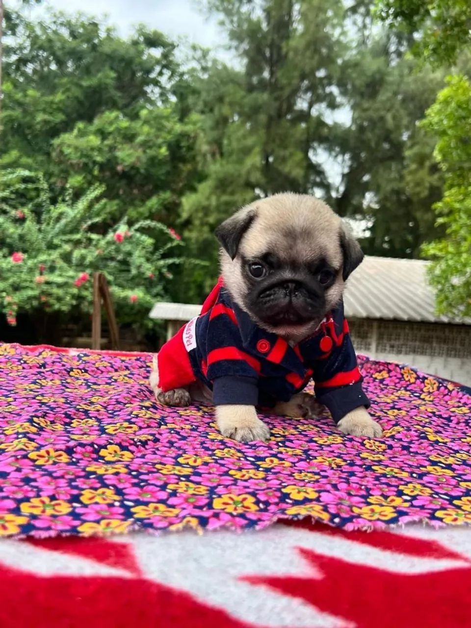 Filhote de pug  - Foto 3