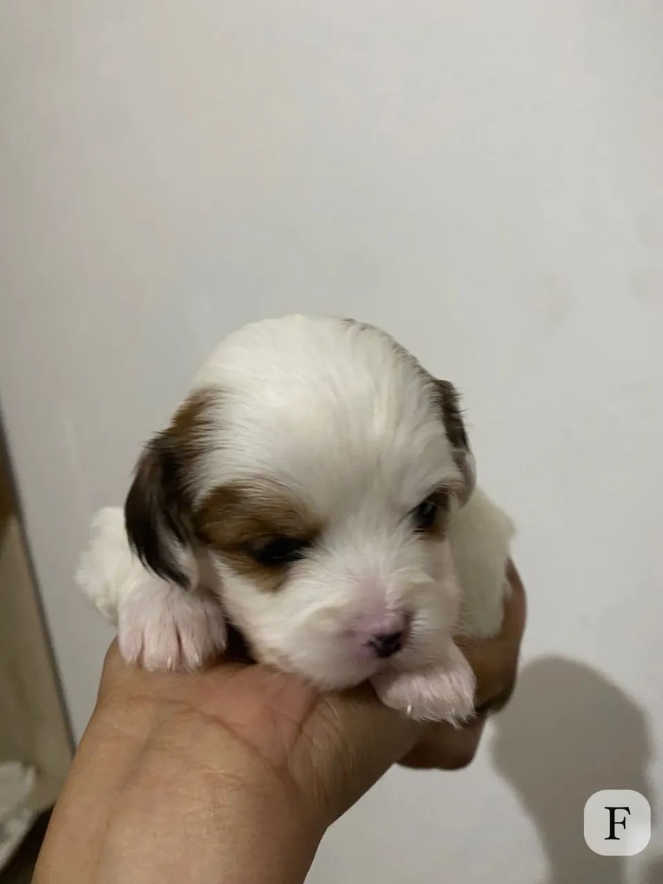 Lhasa apso  - Foto 4