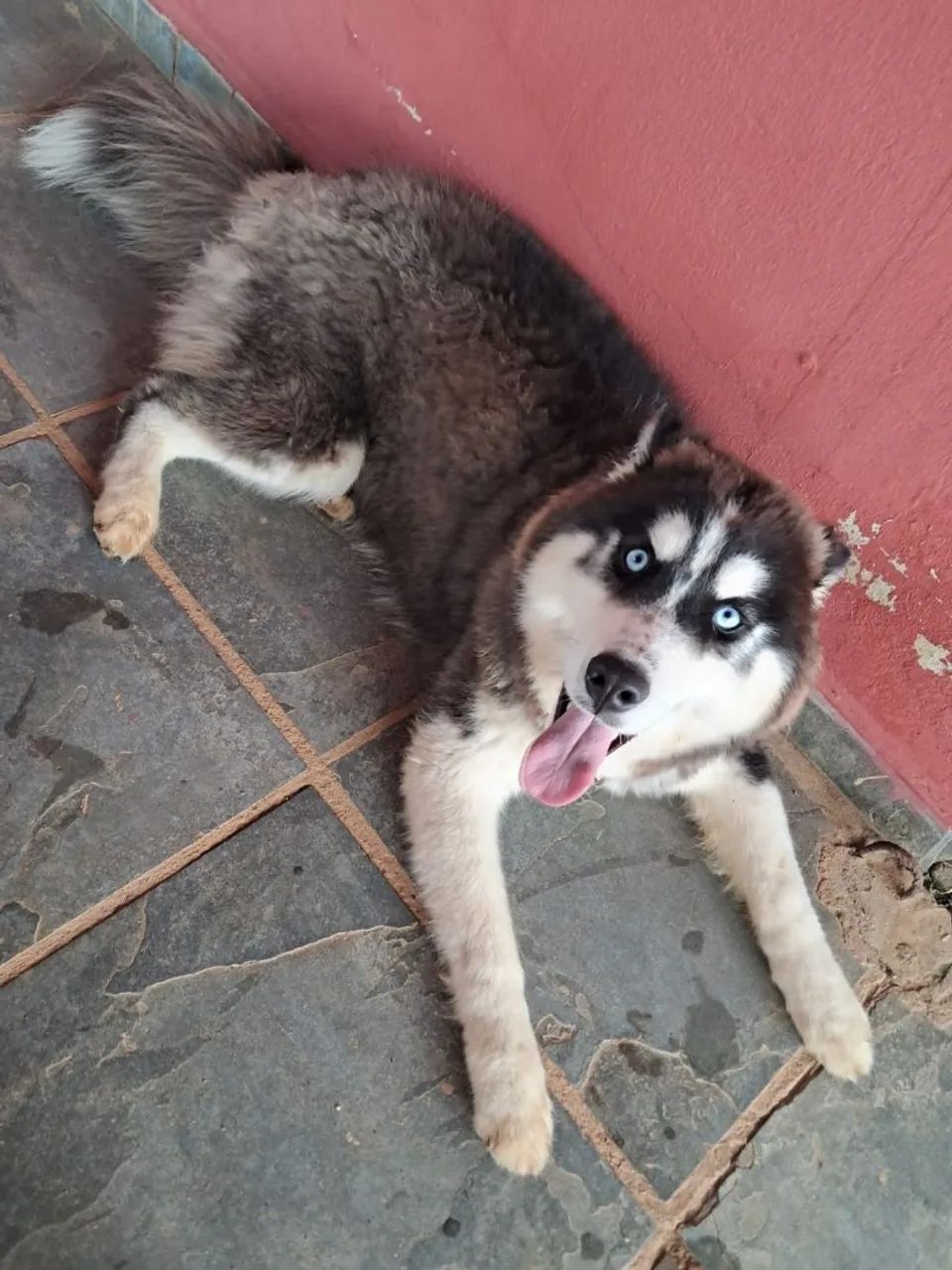 Husky siberiano  - Foto 3