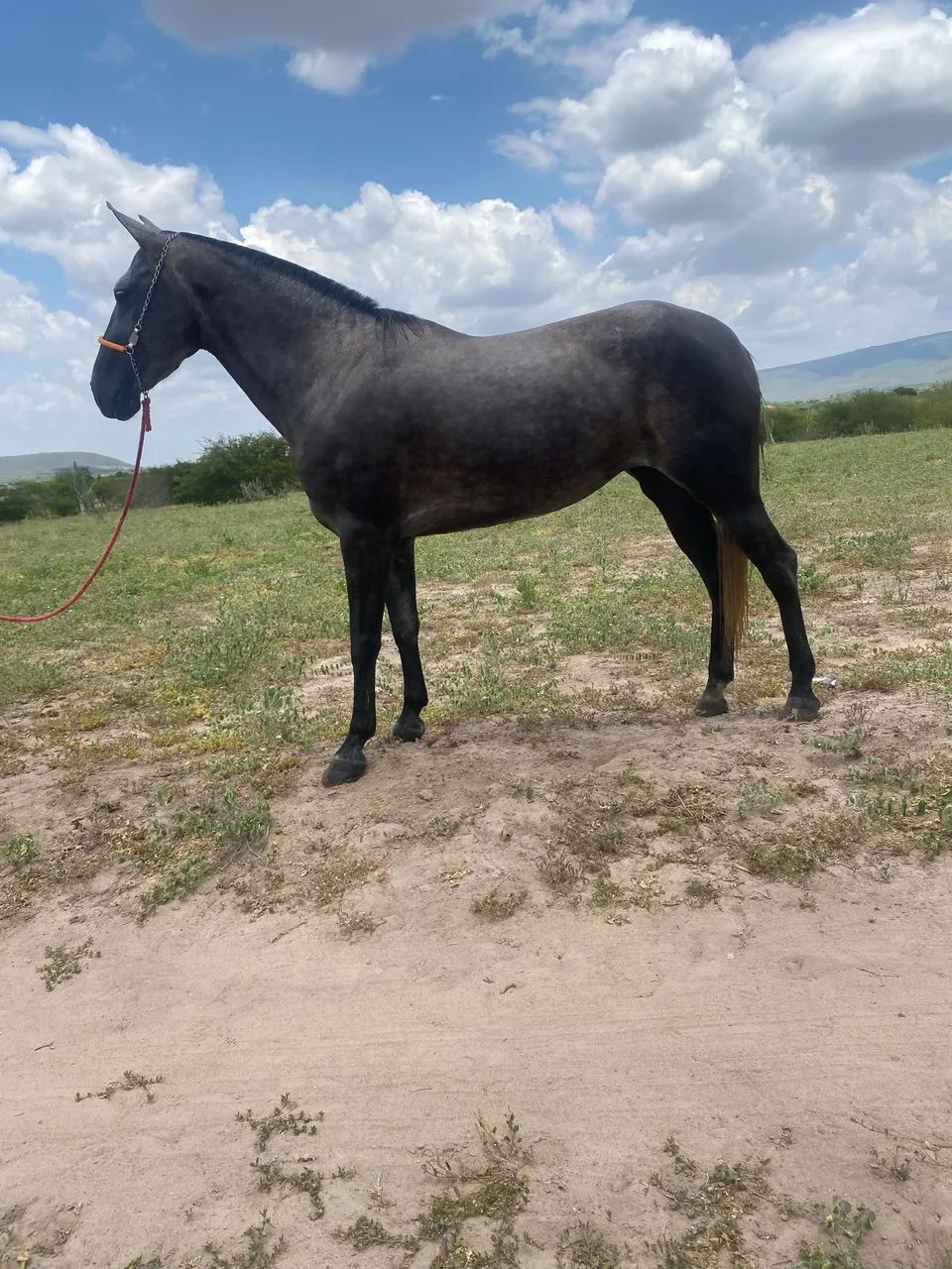 Égua mangalarga  - Foto 3