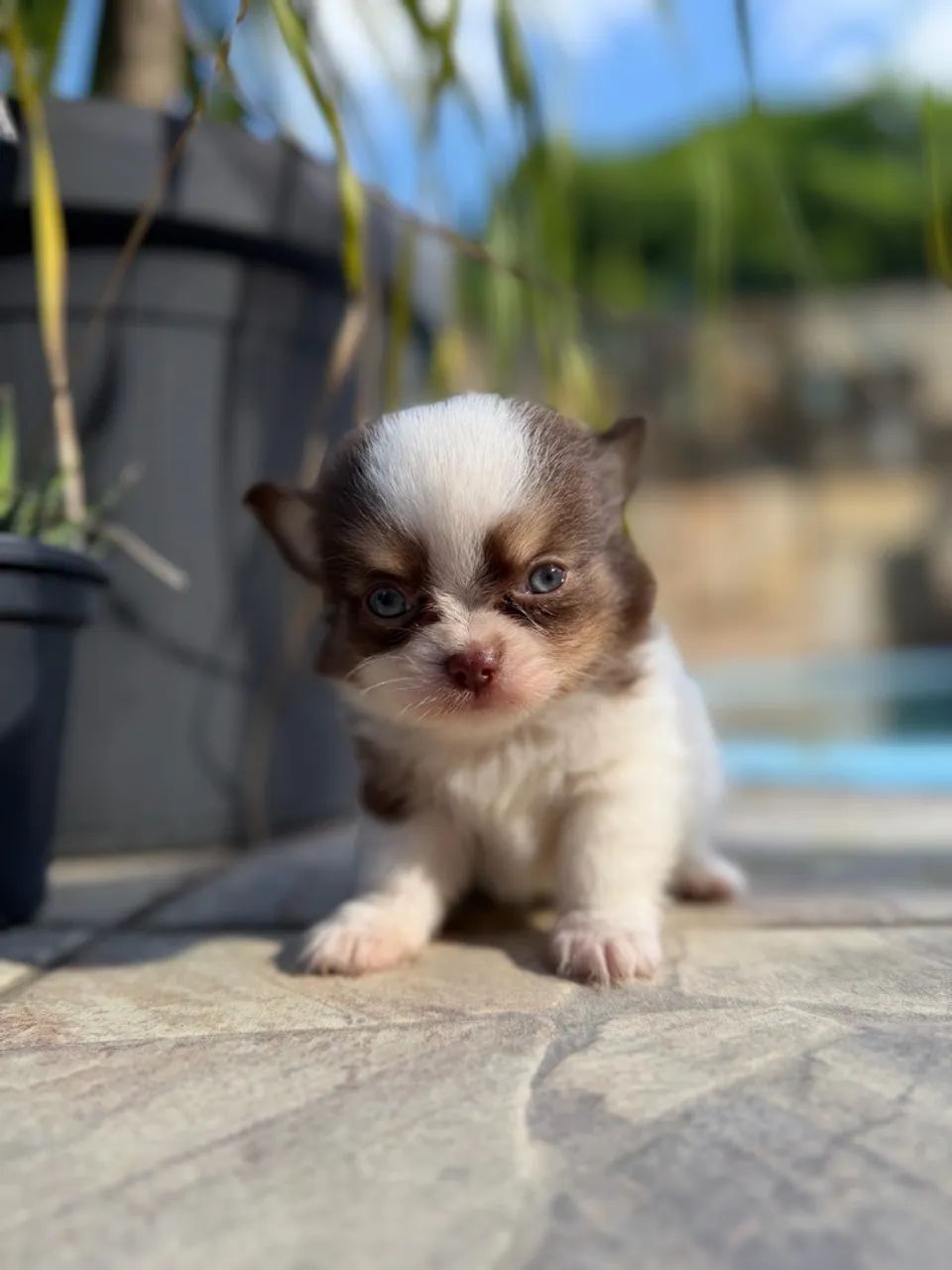 Chihuahuas - Foto 5