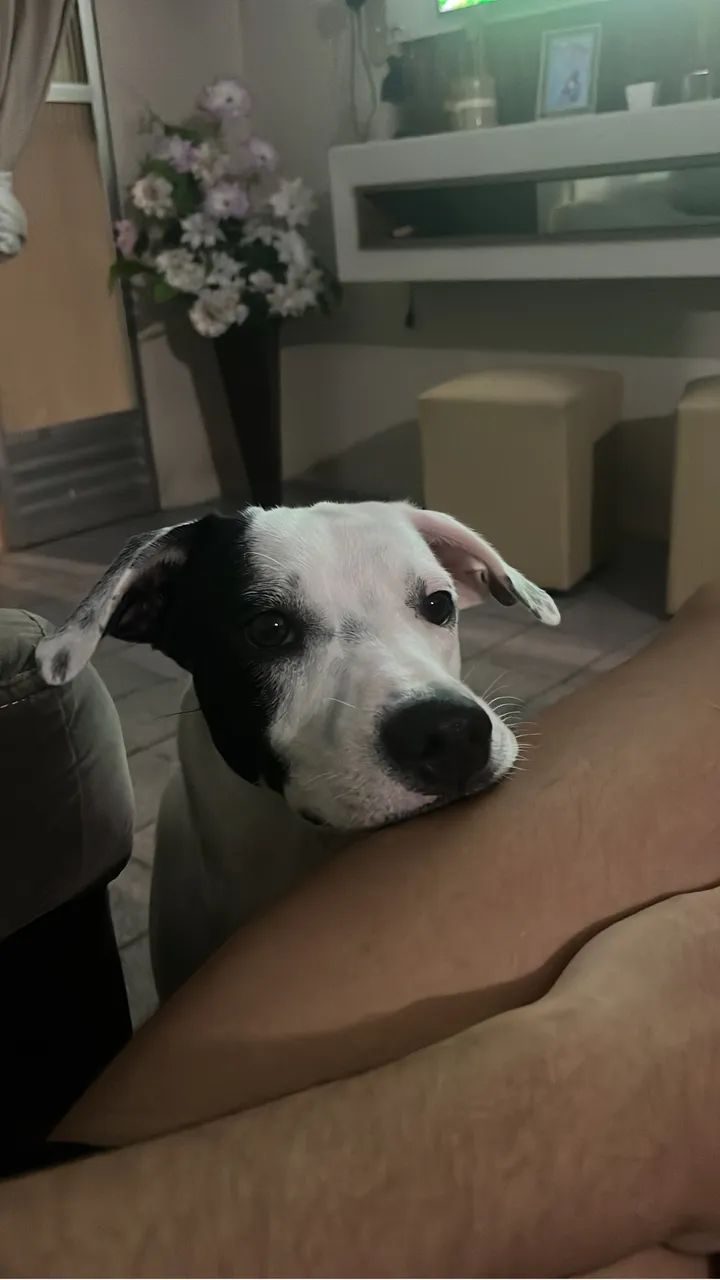 Cachorro para adoção  - Foto 3