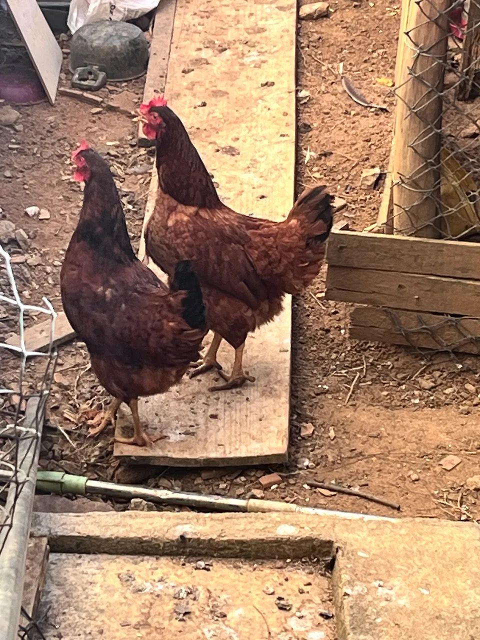 Galinhas à venda - Foto 4