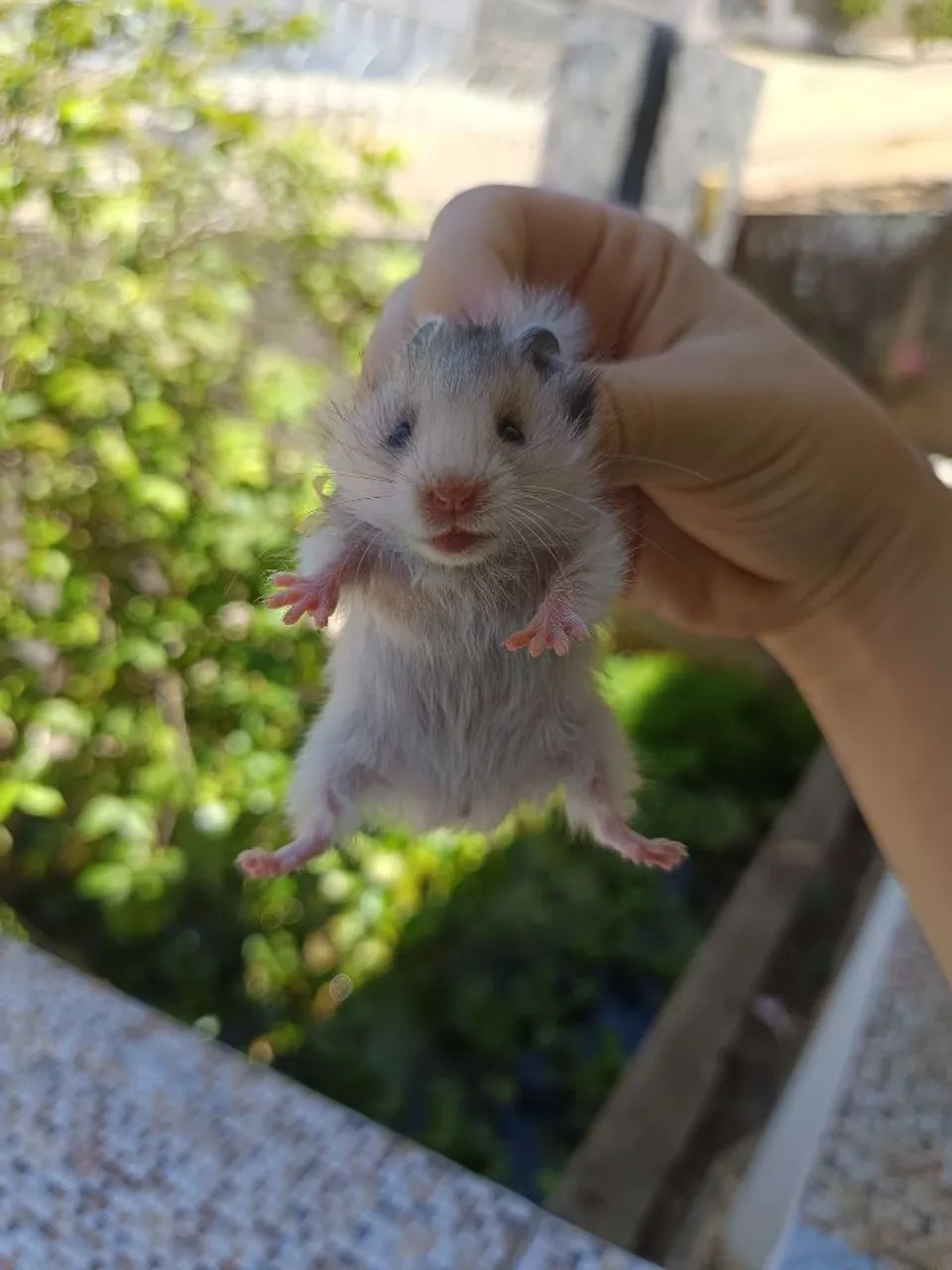 Hamster Angorá em Maceió  - Foto 3