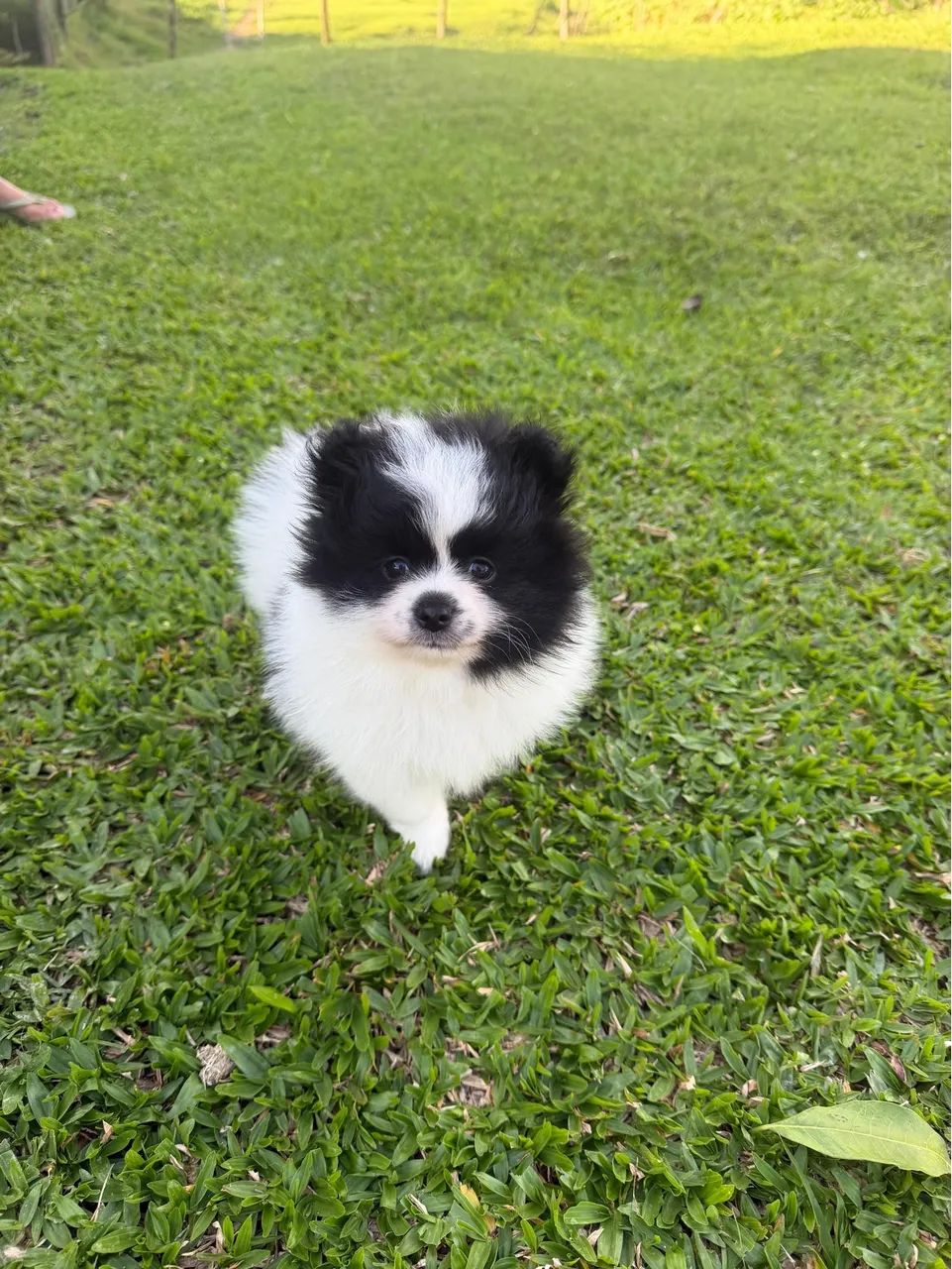 Spitz alemão  - Foto 2