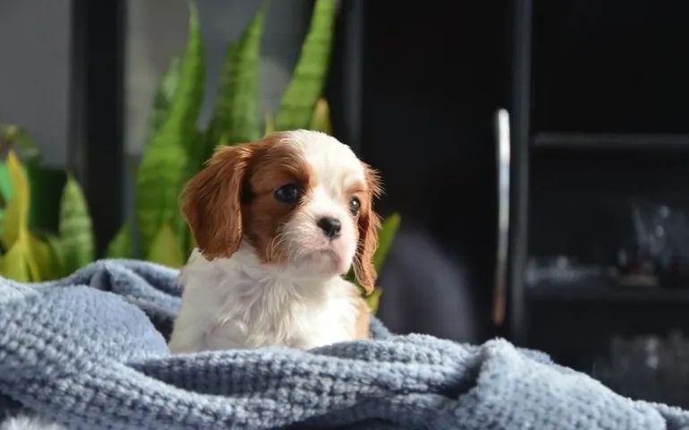 Leve seu Cavalier King com Garantia Veterinária e Parcelamento