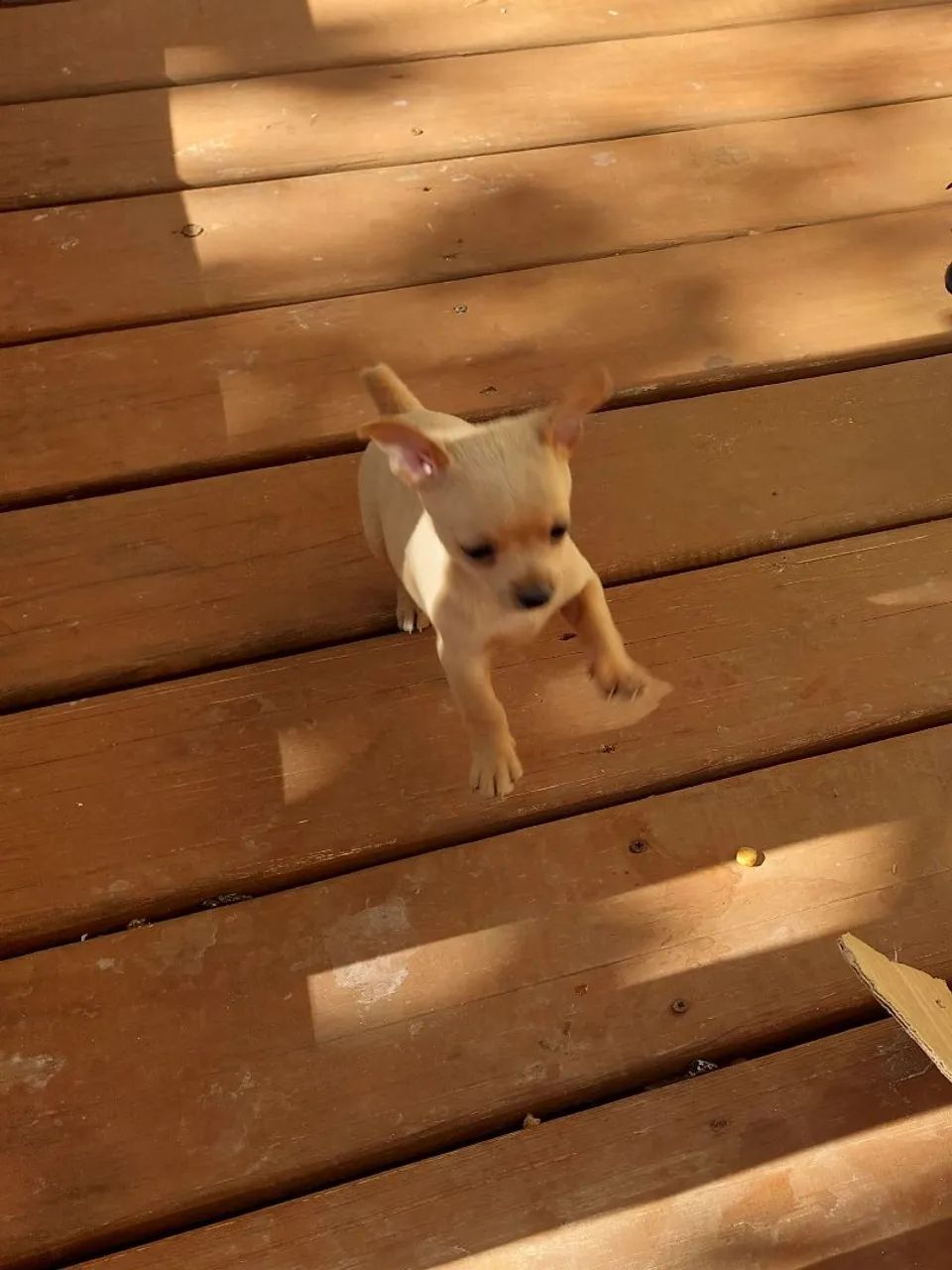 PINSCHER MACHO 