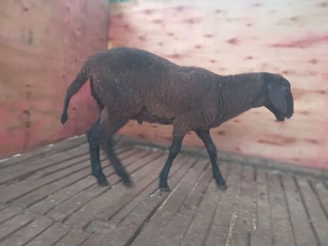 Animais 