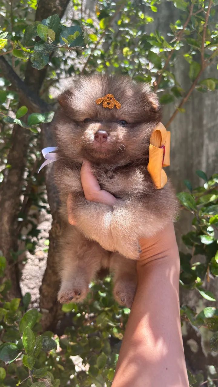 Spitz alemão MACHO