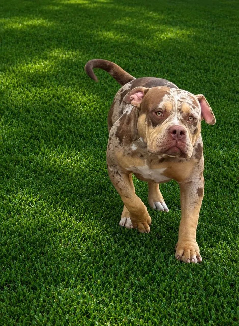 Cão American Bully exótic - Foto 5