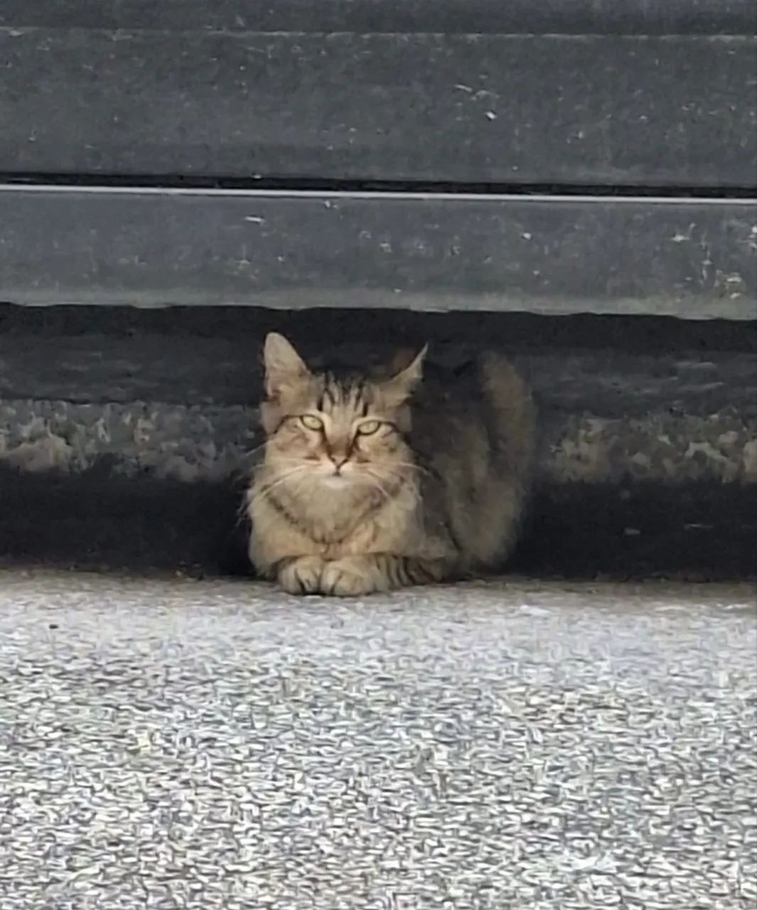 Doação de gatos (mãe e bebê) - Foto 4