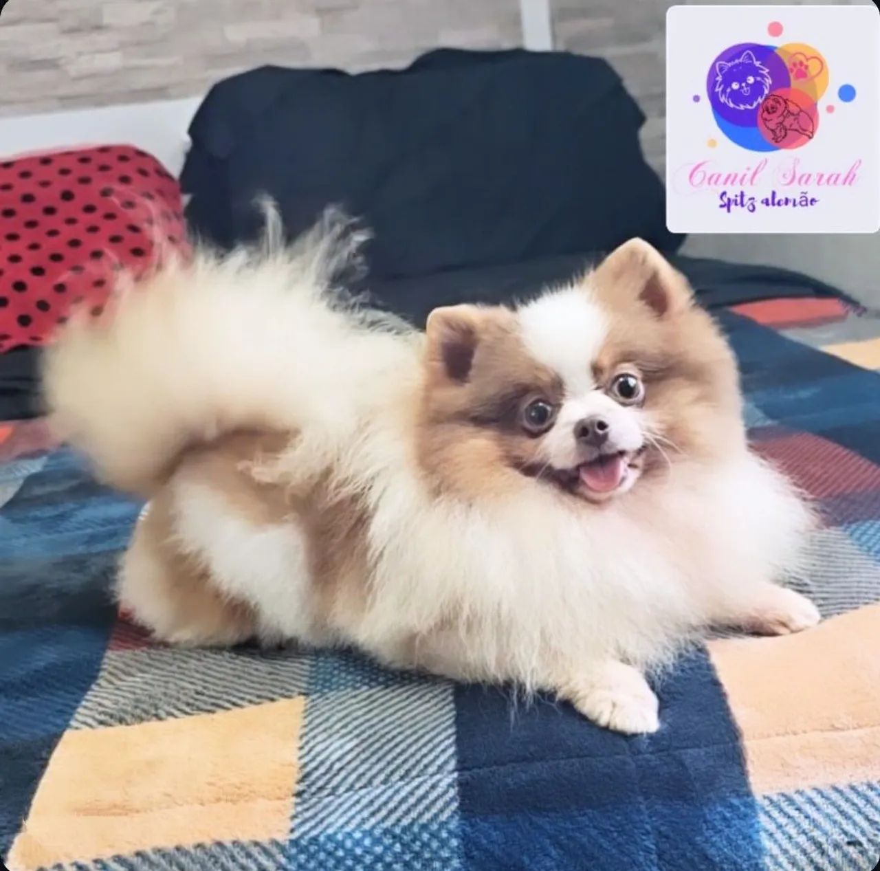 Procurando Namorada  - Foto 2