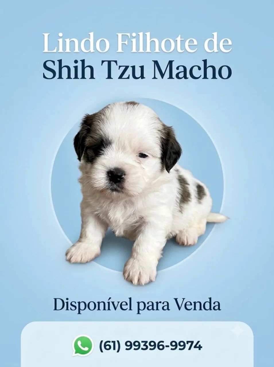 Shitzu macho filhote 