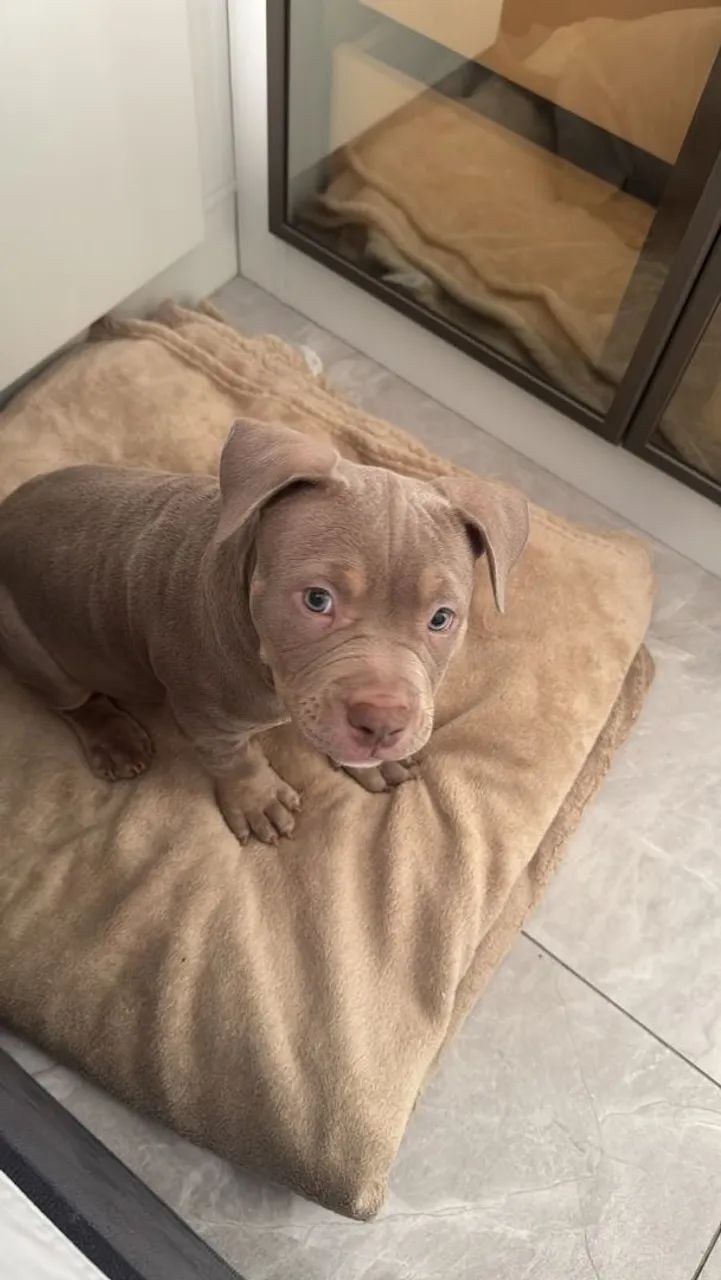 American Bully Micro - Foto 3