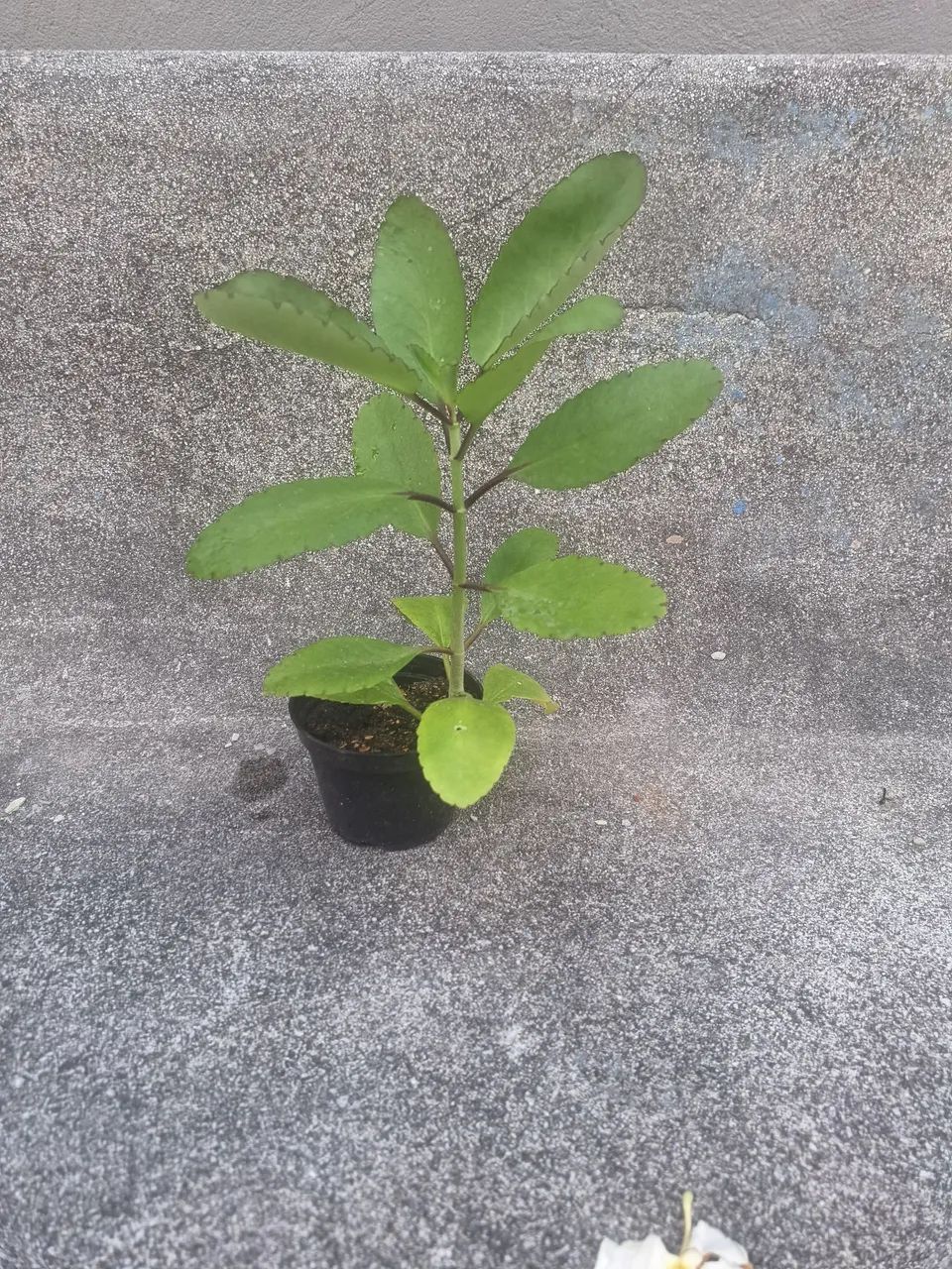 Muda de Corama