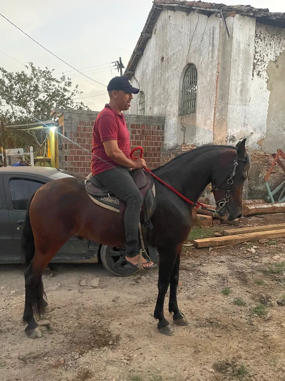 Cavalo Mangalarga Marchador  - Foto 4