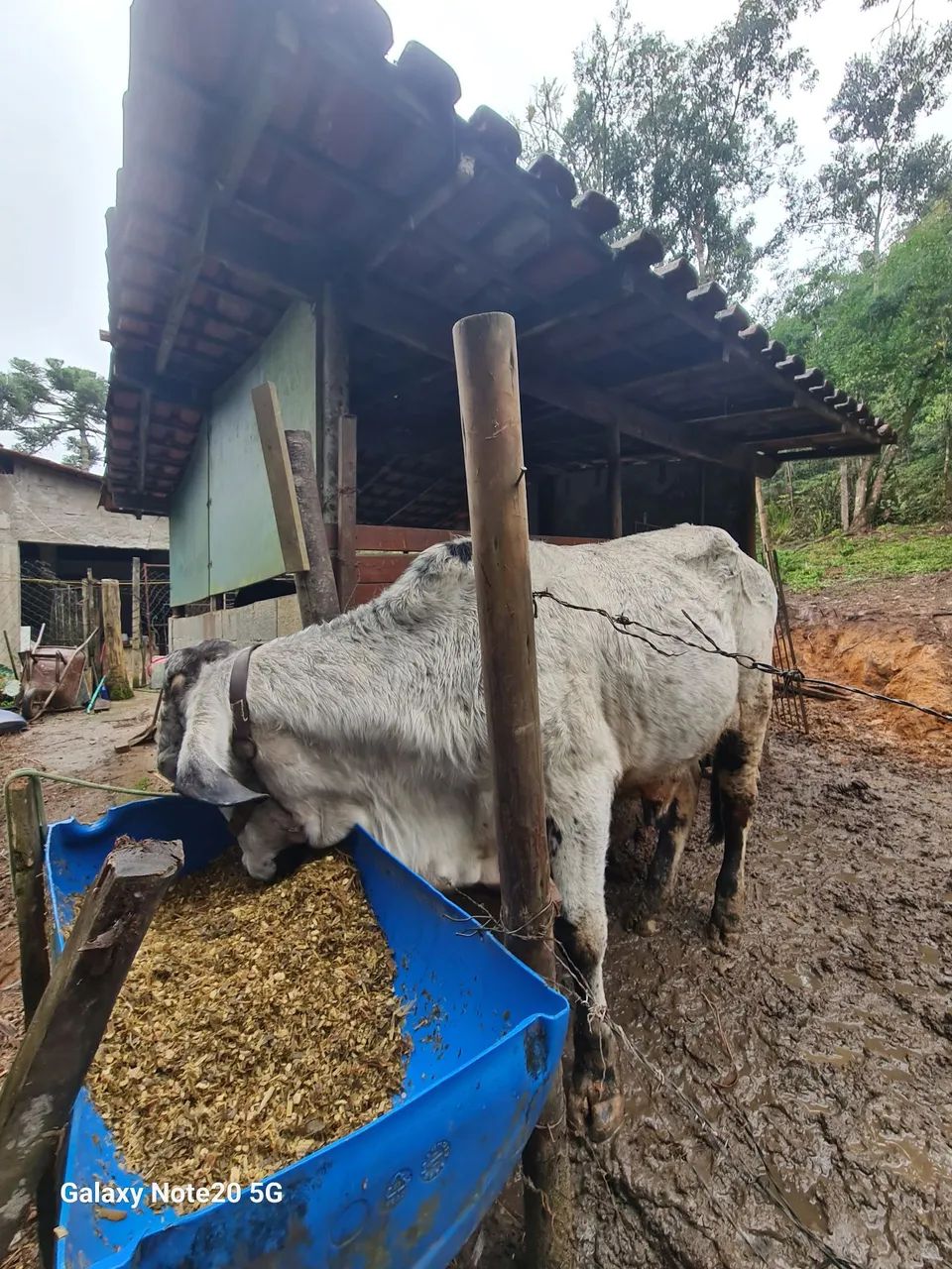 Vende-se uma vaca e um garrote  - Foto 2