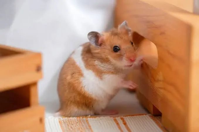 Hamster - Foto 4