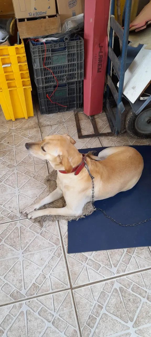 Doa-se cadela - Foto 3