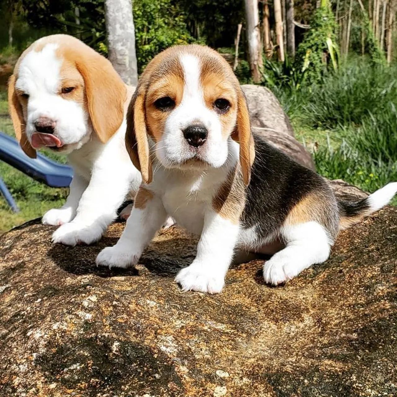 Beagle bicolor e tricolor disponíveis 