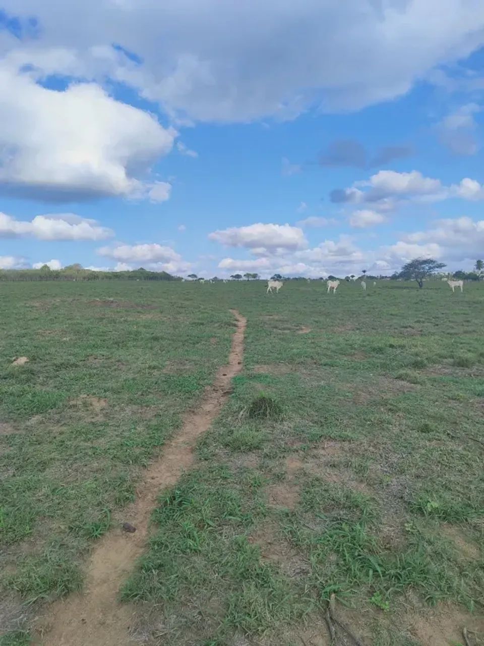 Excelente granja com 17 hectares em Monte Alegre - Foto 2