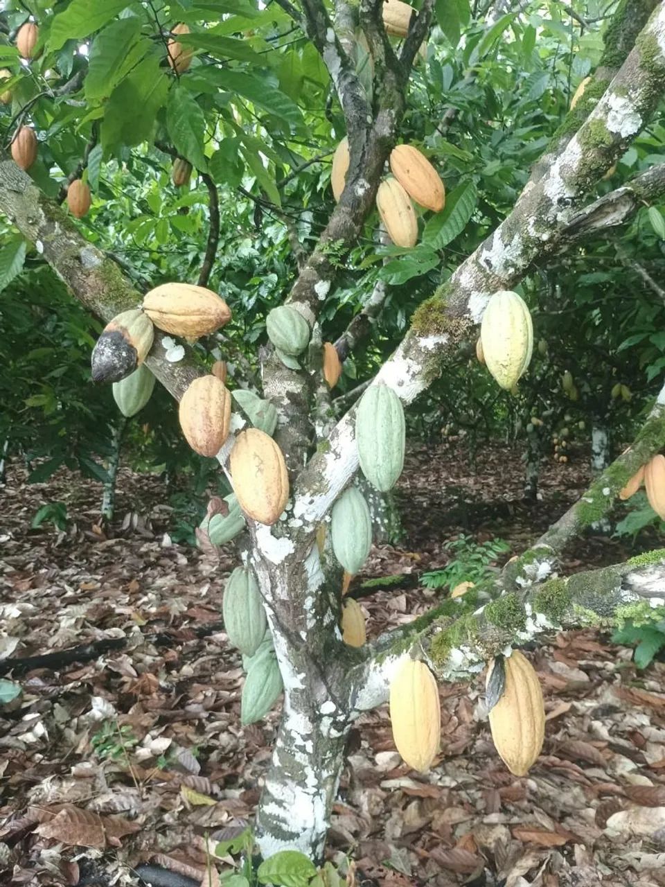 Mudas de cacau  - Foto 3
