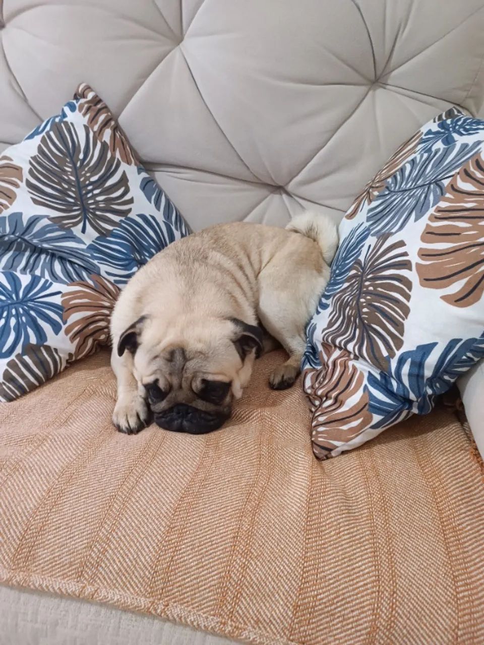 Lindo Pug Macho! - Foto 2