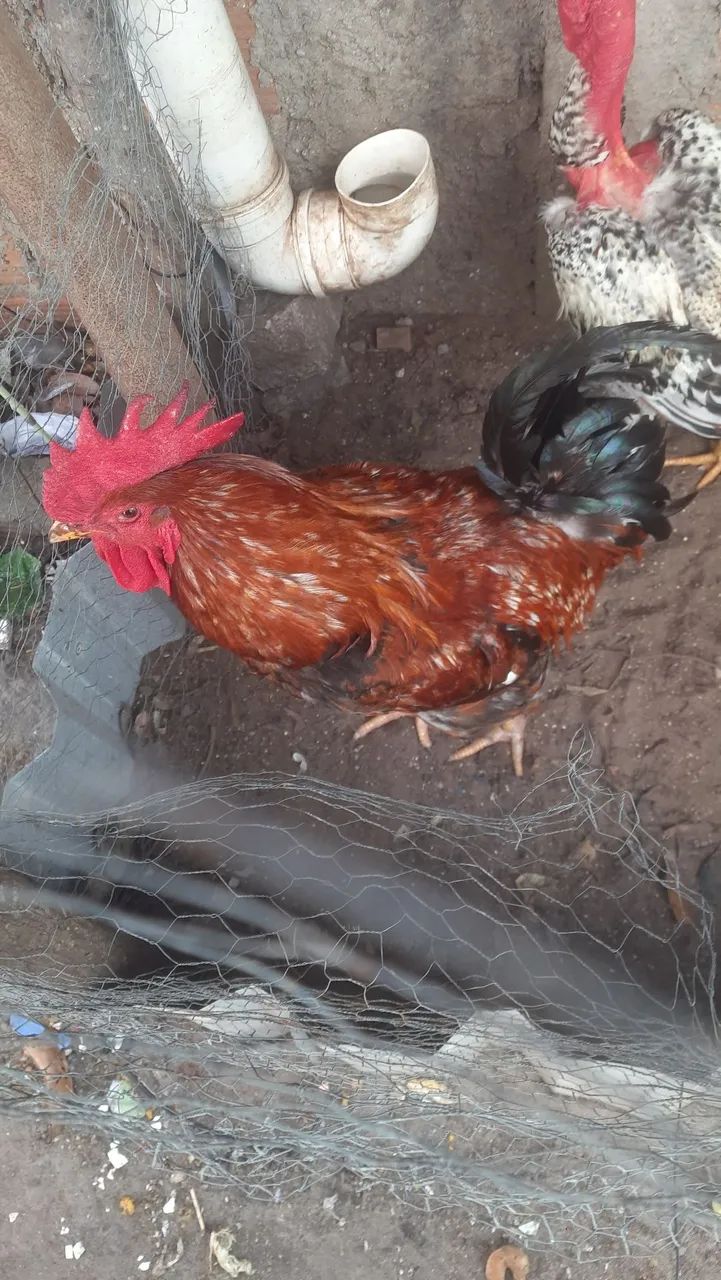 Frango GSB 