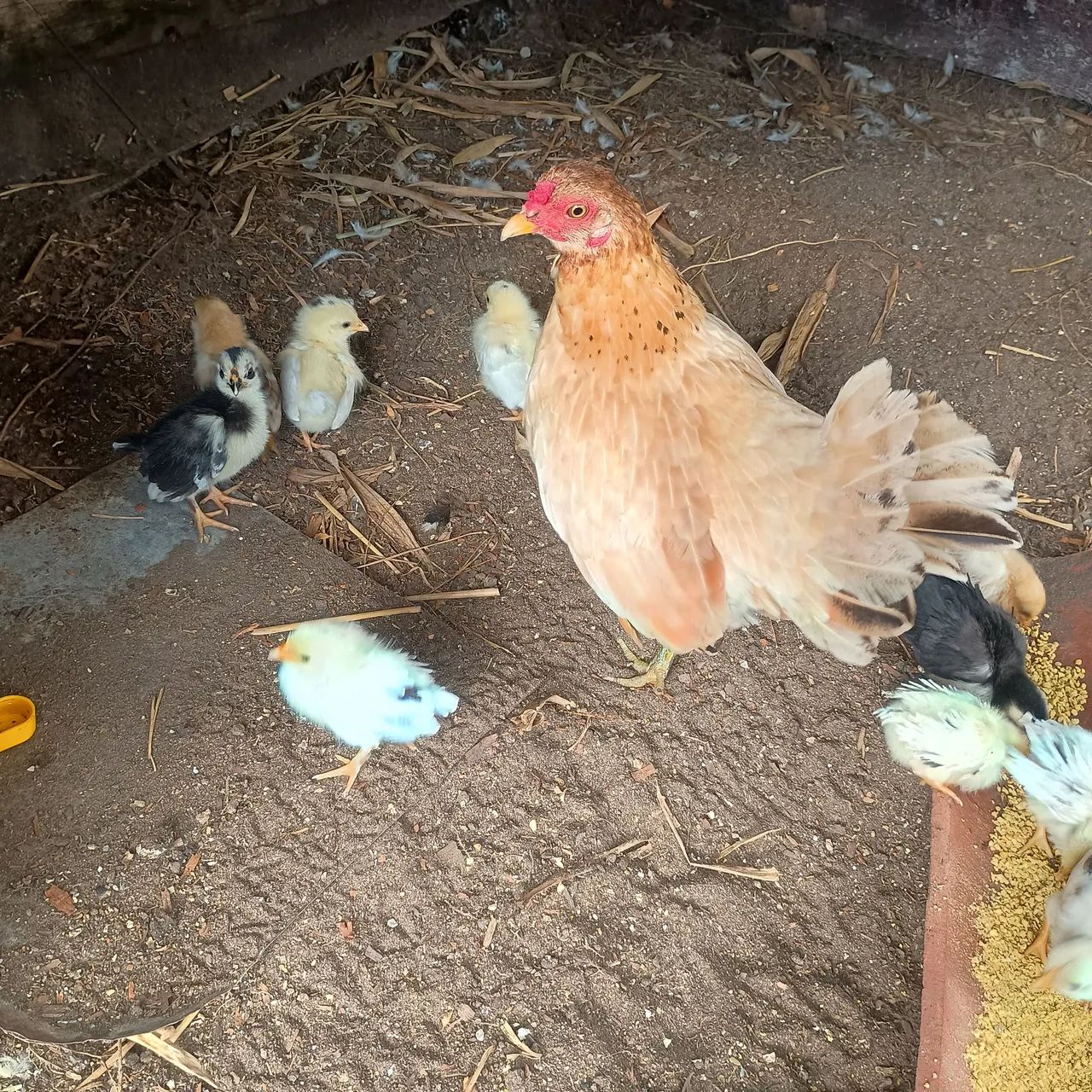 Pintinhos garnisé  - Foto 4