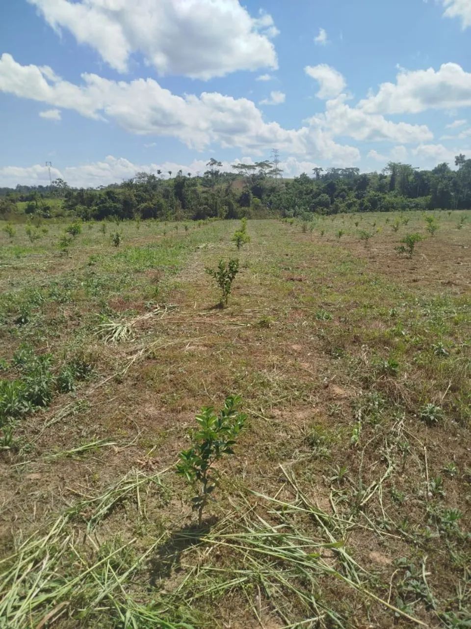Chácara 200.000 - Foto 12