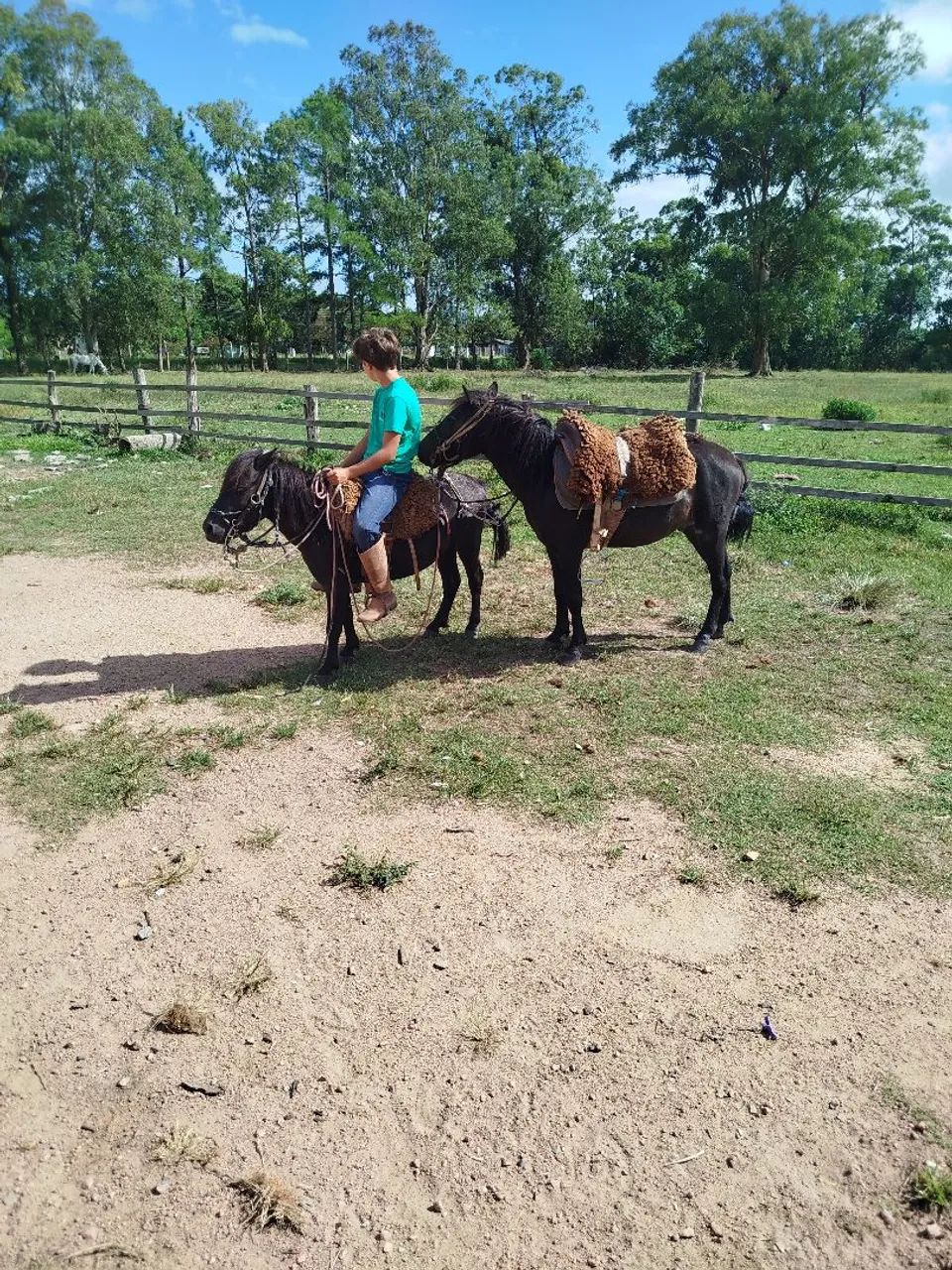 Lindo pônei domado whats * - Foto 2