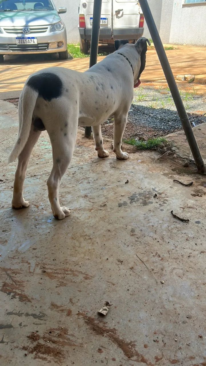 Cachorro dócil  - Foto 2
