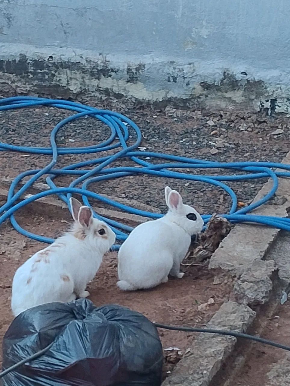 Coelhos - Foto 4