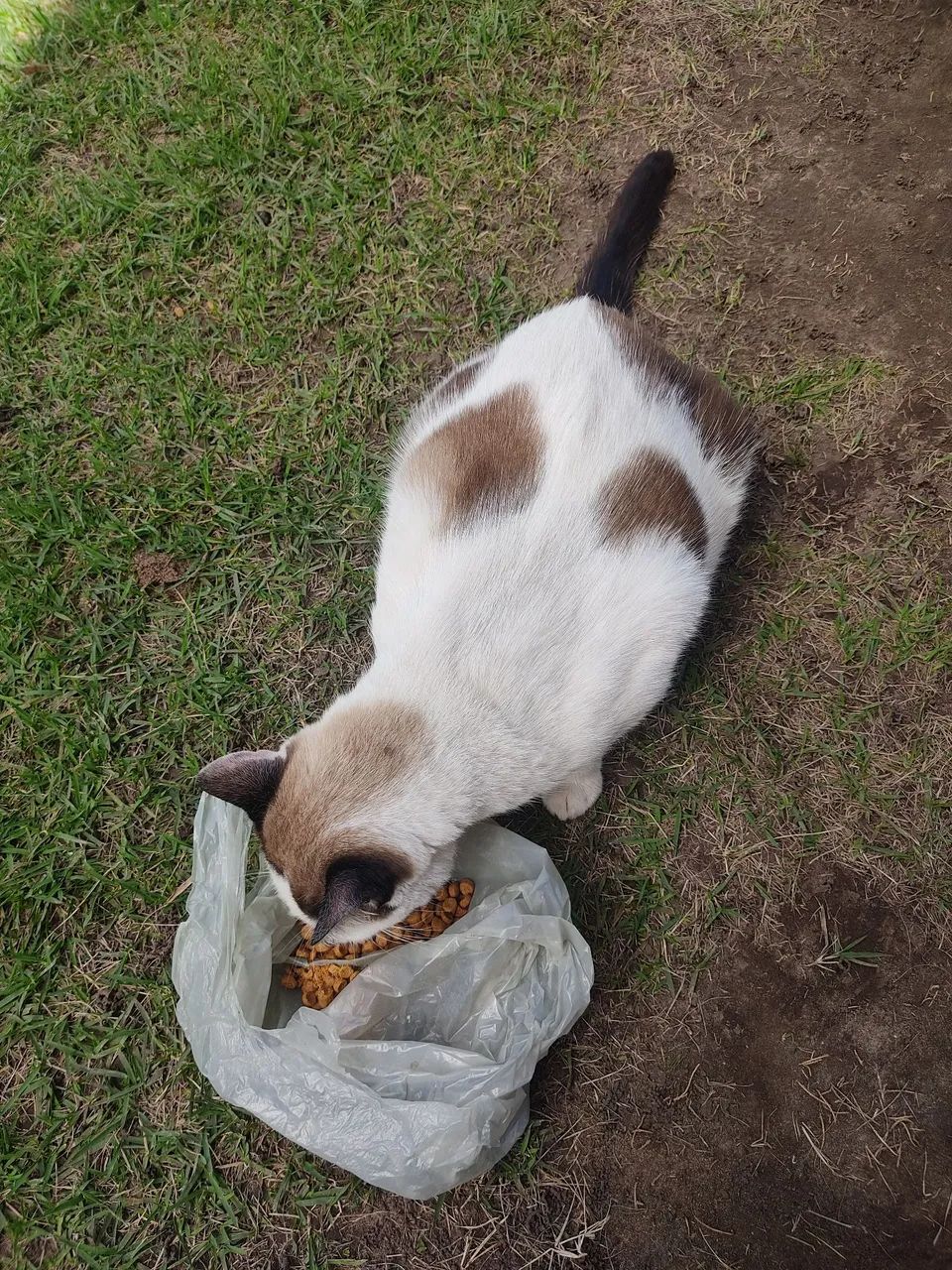 Gata castrada abandonada em condomínio  - Foto 2
