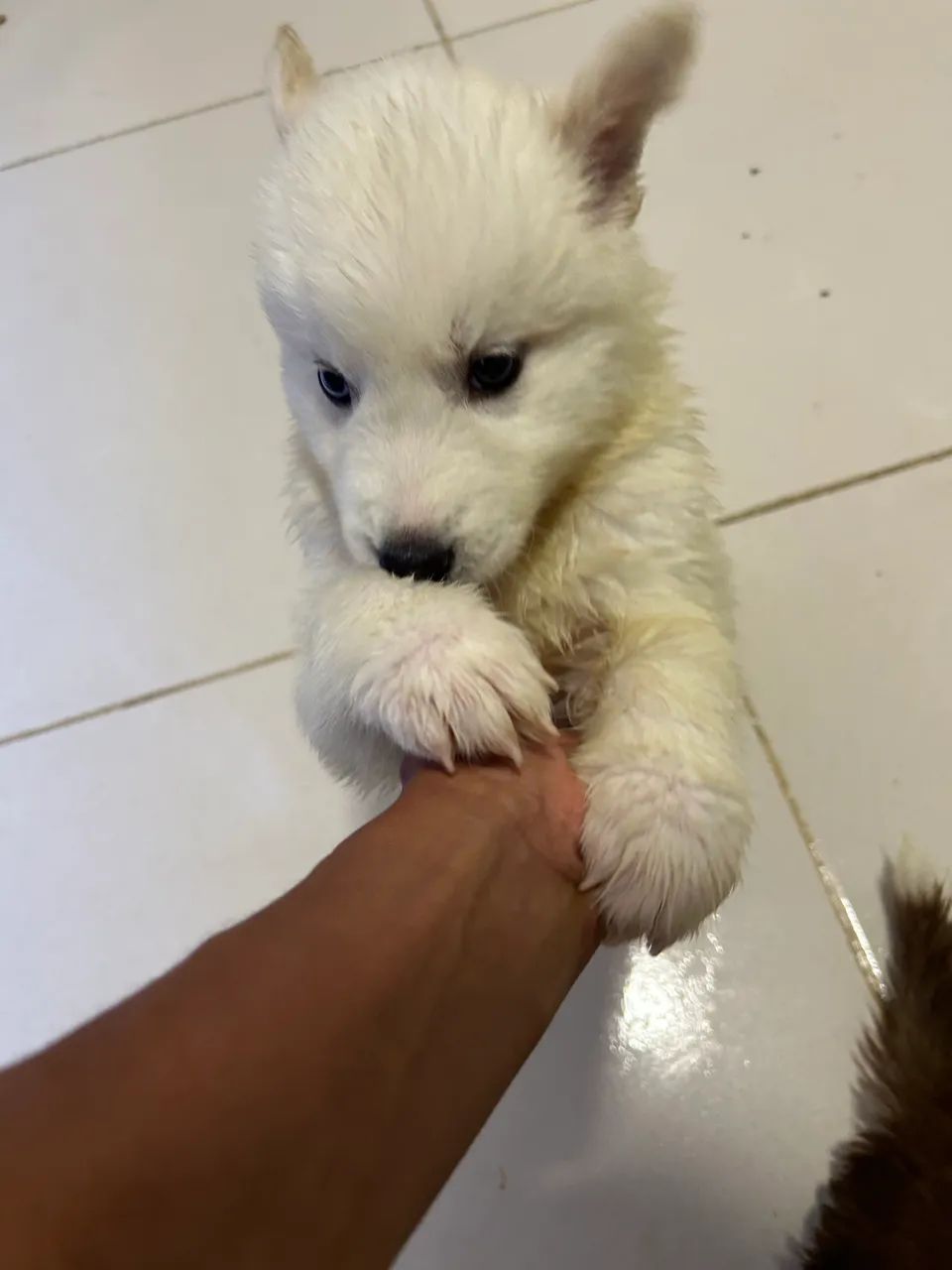 Vendo Husk siberiano  - Foto 4