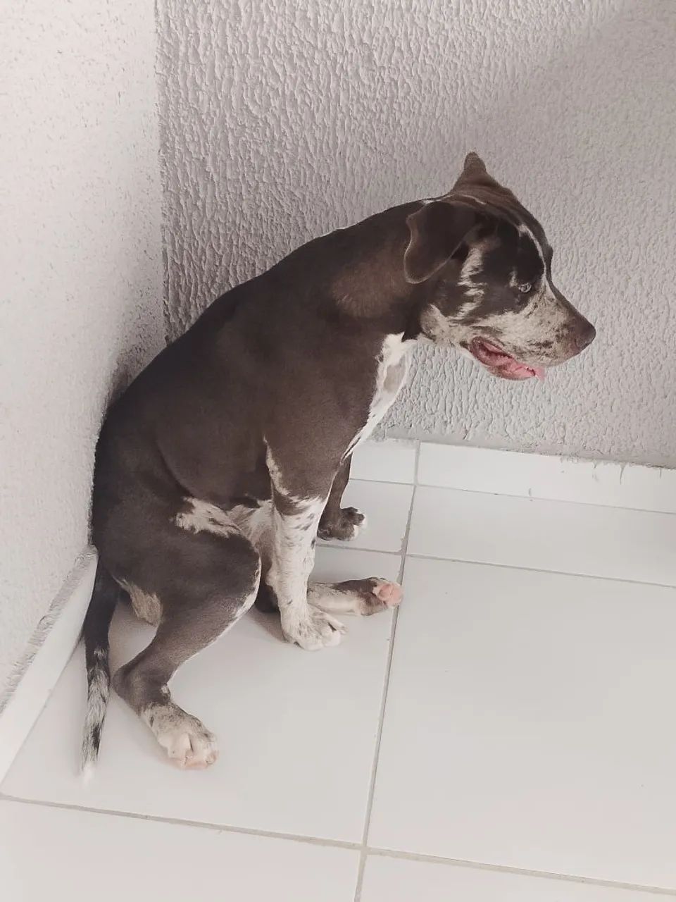 Pit monster - Foto 3