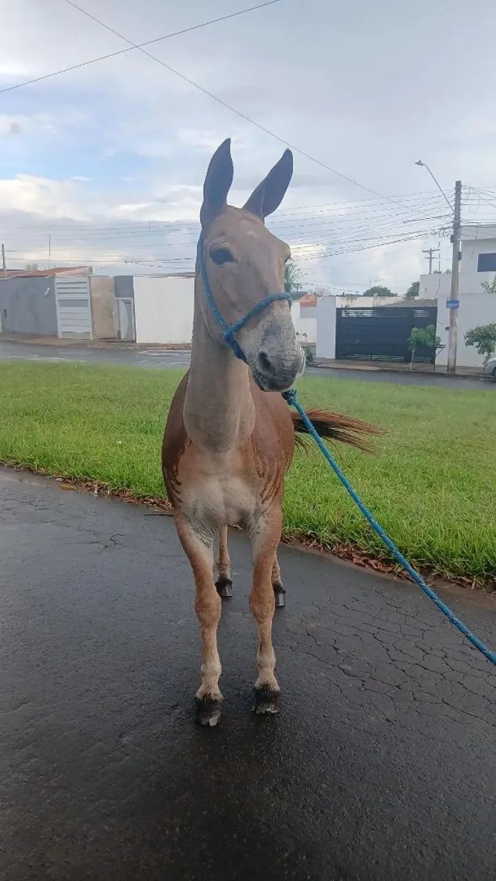 Burro manso para qualquer cavaleiro! - Foto 6