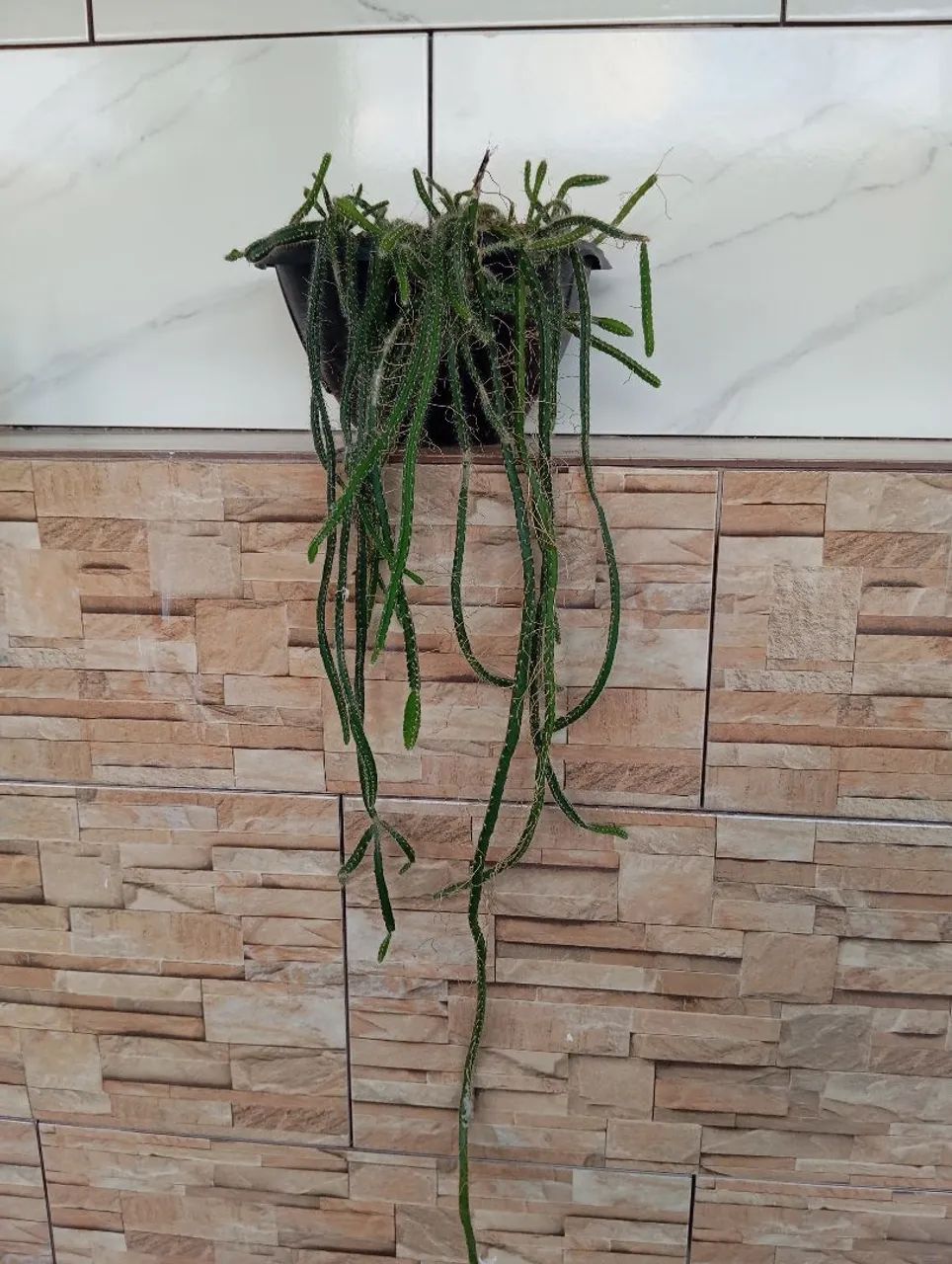 Suculenta 
