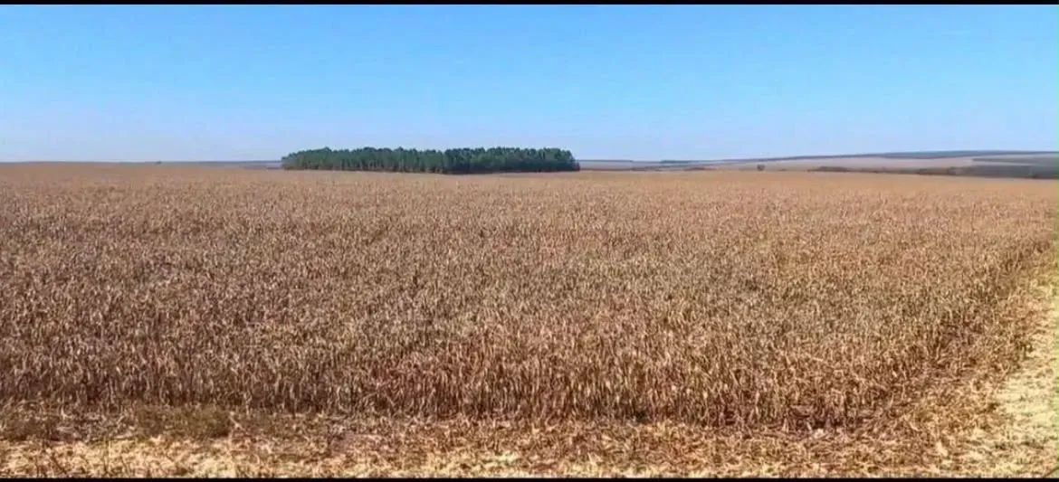 Arrendamento Plantando a 20 anos, Guarai - Tocantins - Foto 3