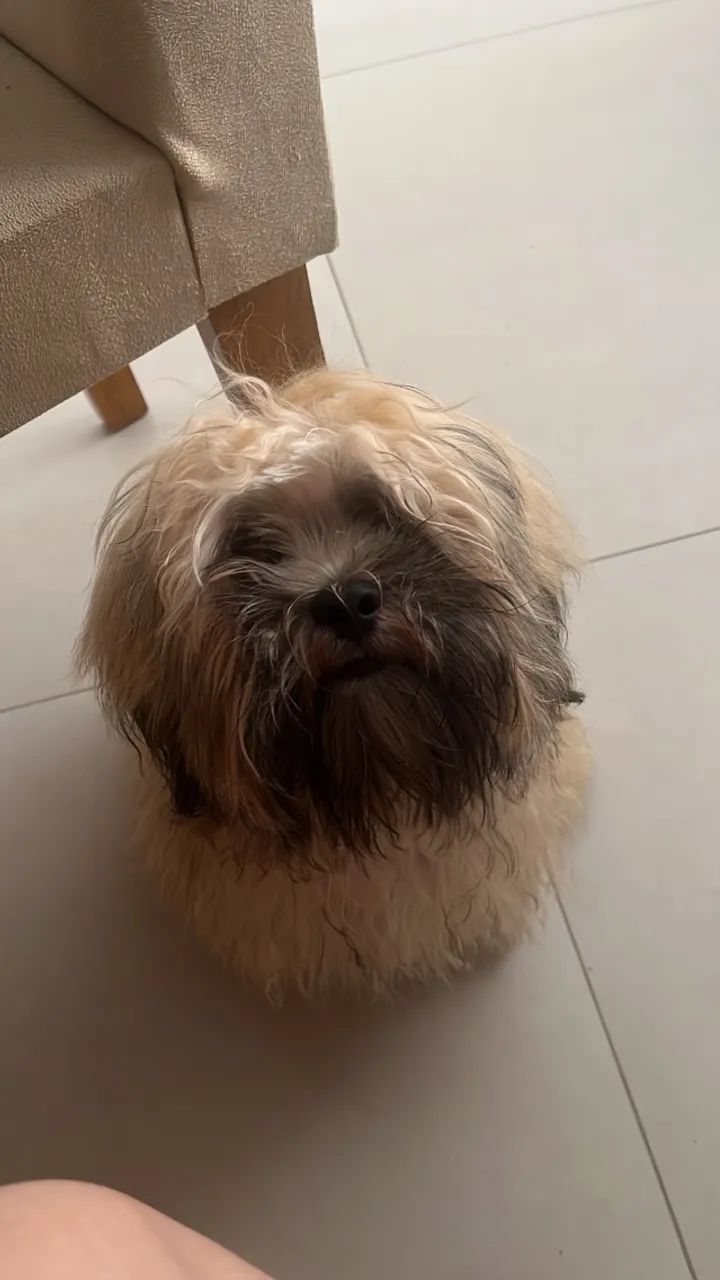 Filhote Ilhasa 8 meses