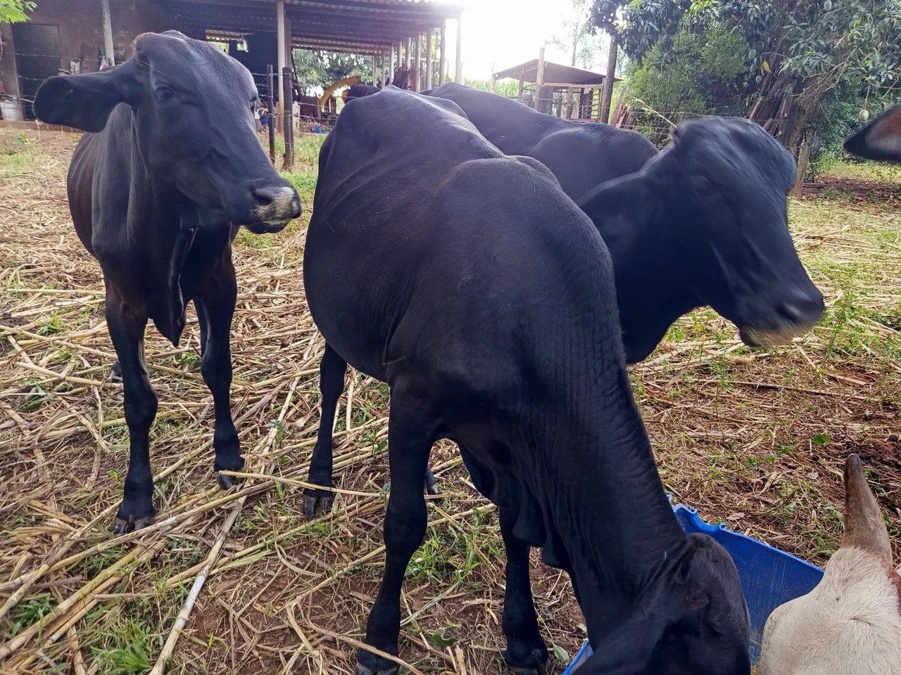 Novilhas Girolandas leiteiras - Foto 5